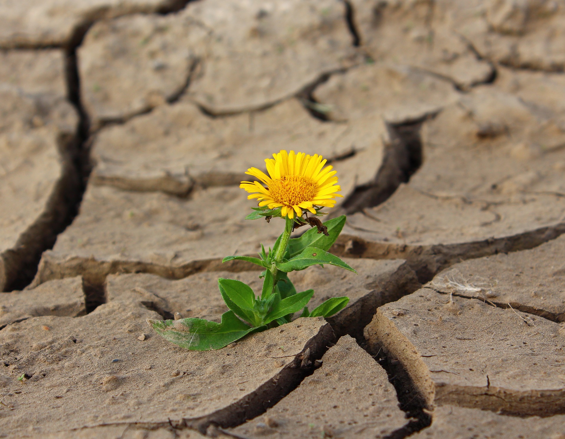 Fleur jaune dans un sol asséché changement adaptation